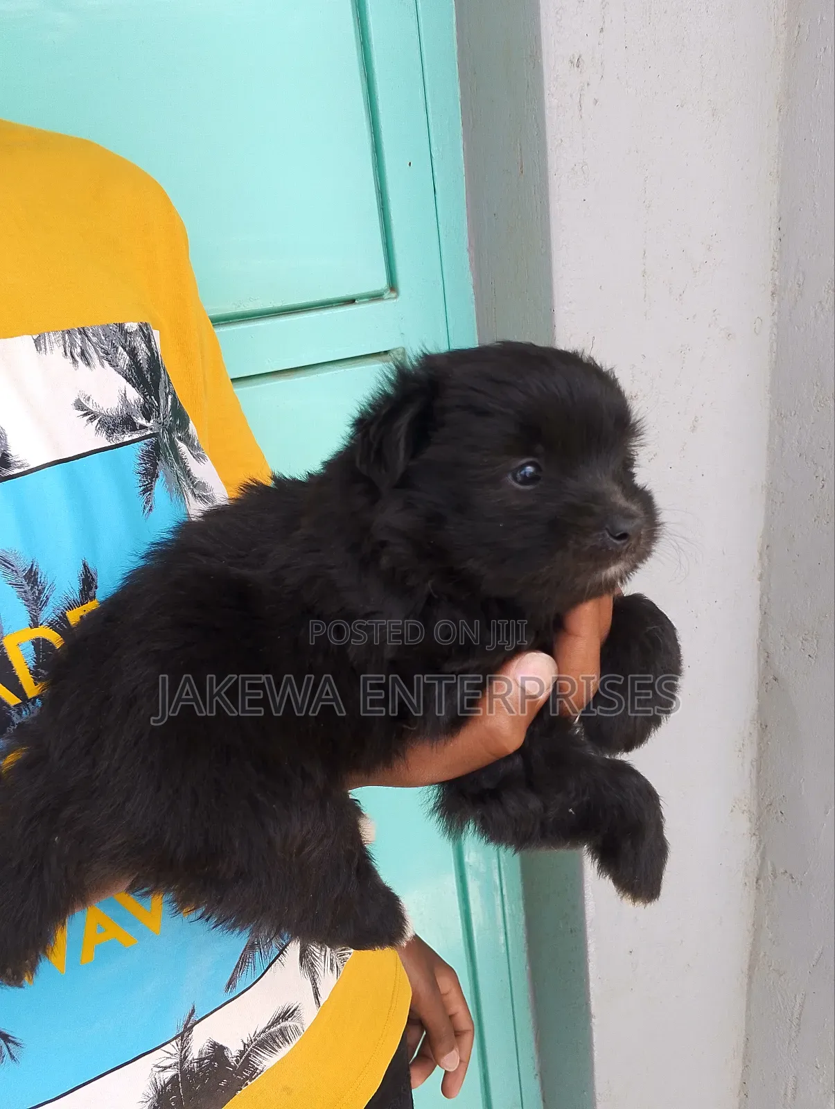 1-3 months Male Purebred Havanese
