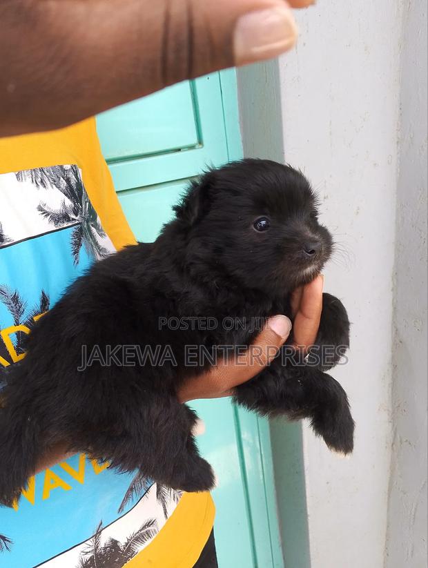 1-3 months Male Purebred Havanese - main view