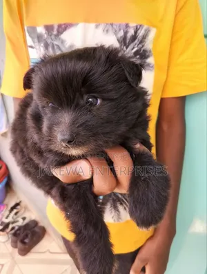 1-3 months Male Purebred Havanese