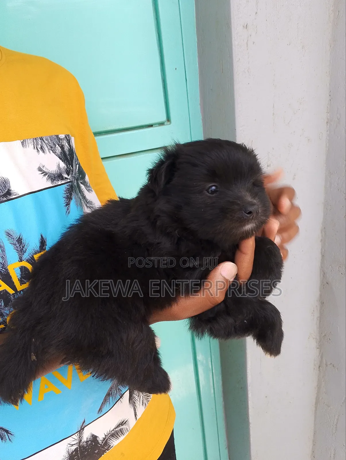 1-3 months Male Purebred Havanese