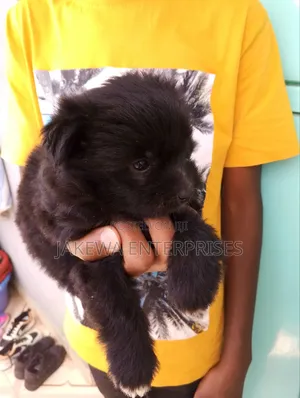 1-3 months Male Purebred Havanese