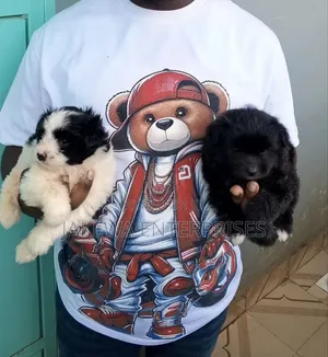 1-3 months Female Purebred Havanese