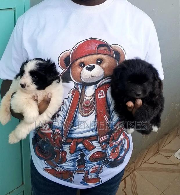 1-3 months Female Purebred Havanese - main view