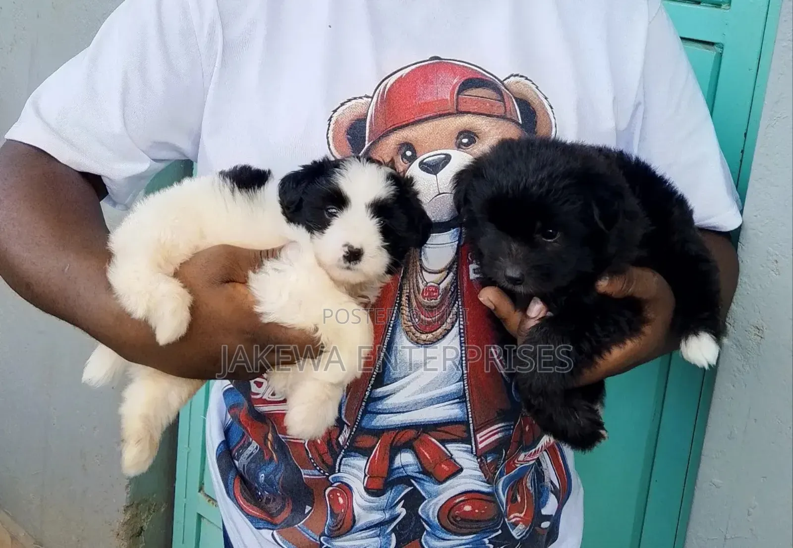 1-3 months Female Purebred Havanese