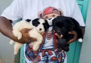 1-3 months Female Purebred Havanese