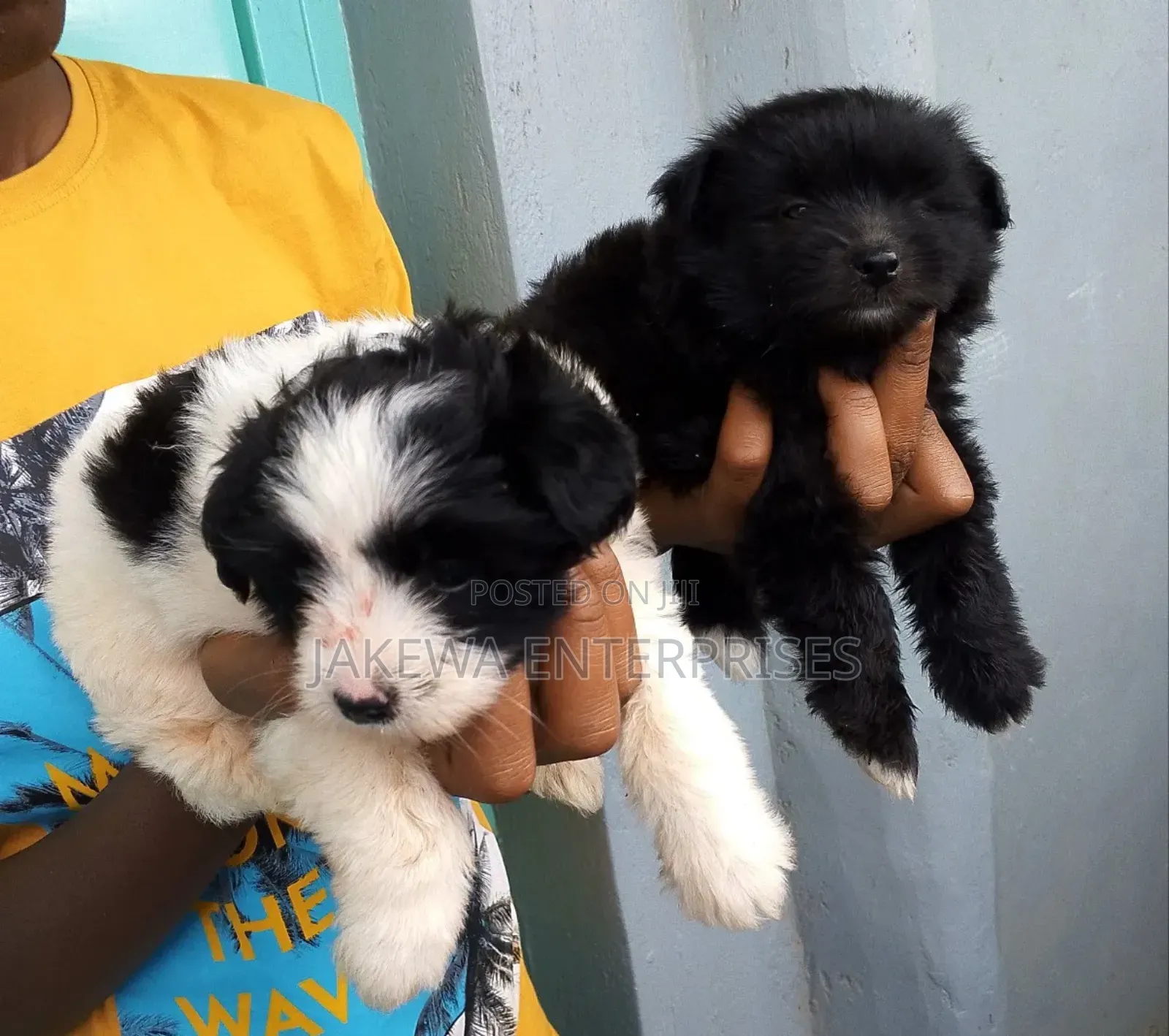 1-3 months Female Purebred Havanese
