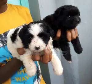 1-3 months Female Purebred Havanese