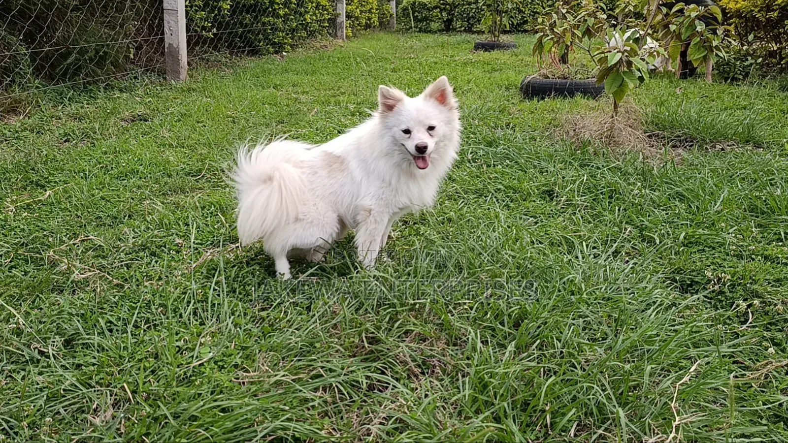 6-12 months Female Purebred Japanese Spitz