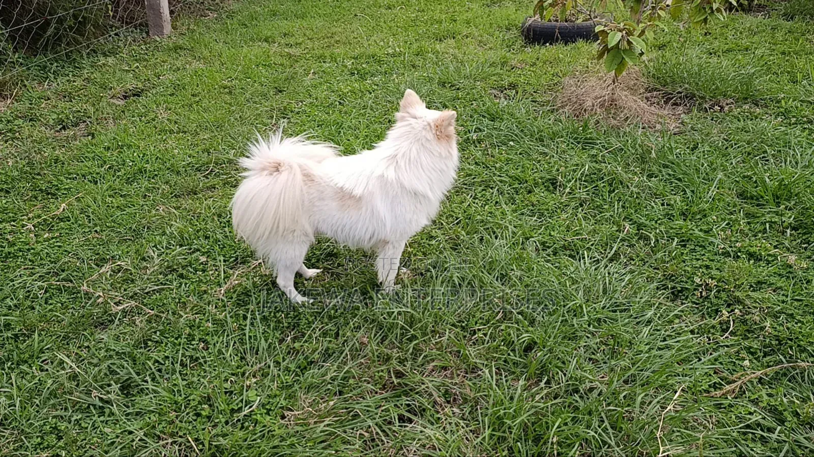 6-12 months Male Purebred Japanese Spitz