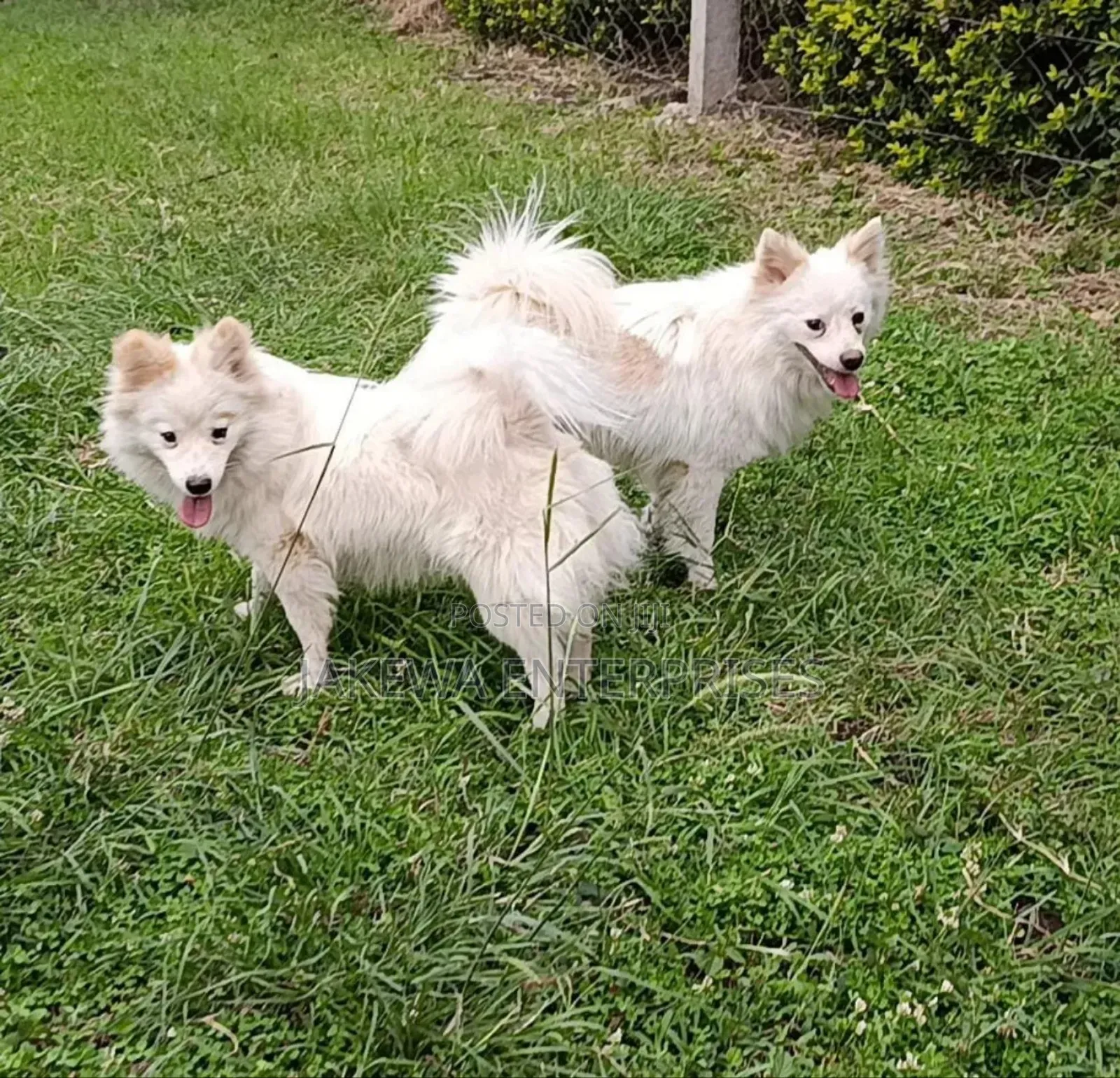 6-12 months Male Purebred Japanese Spitz