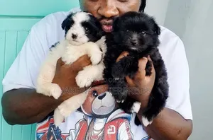 1-3 months Male Purebred Havanese