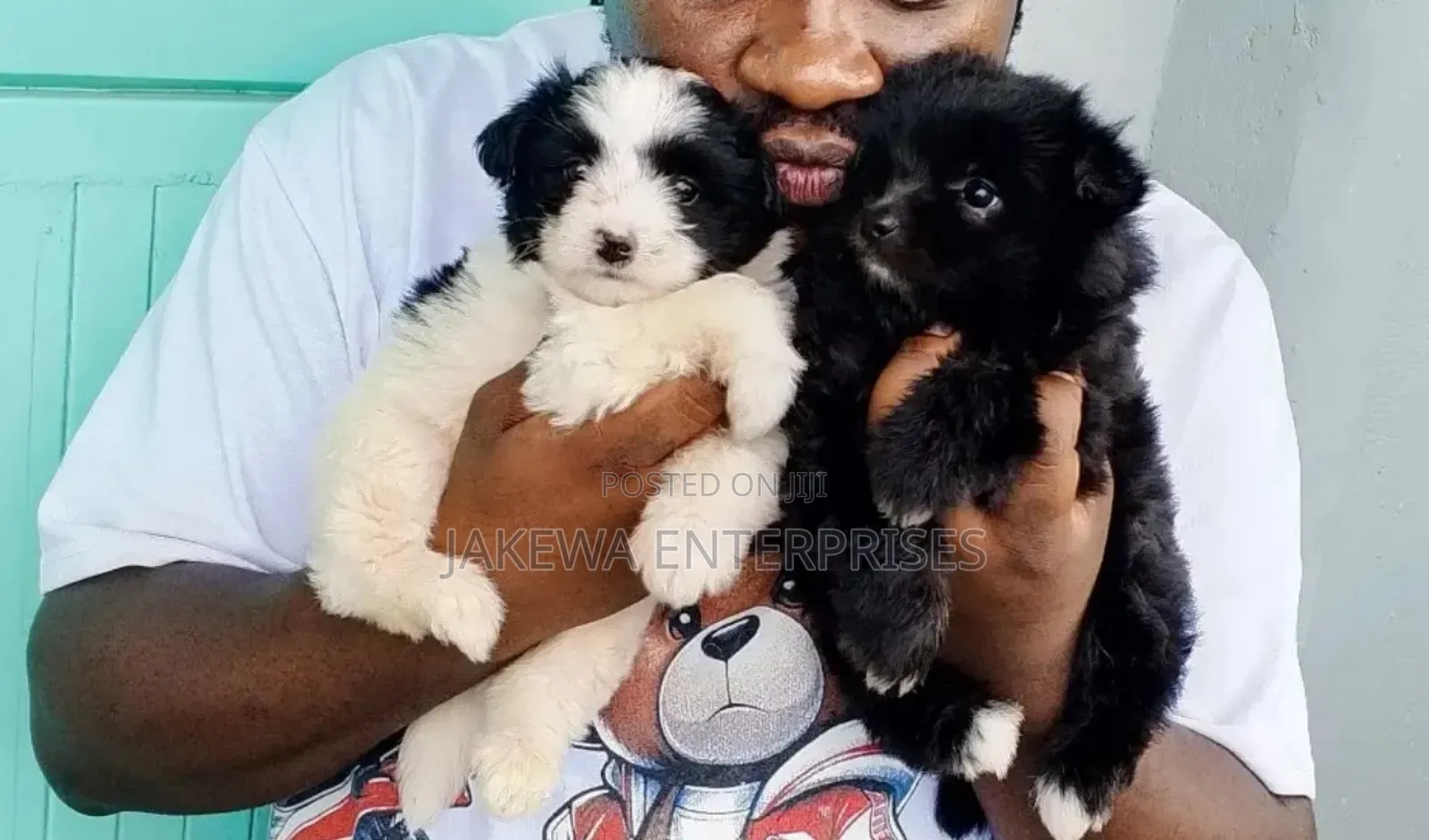 1-3 months Male Purebred Havanese
