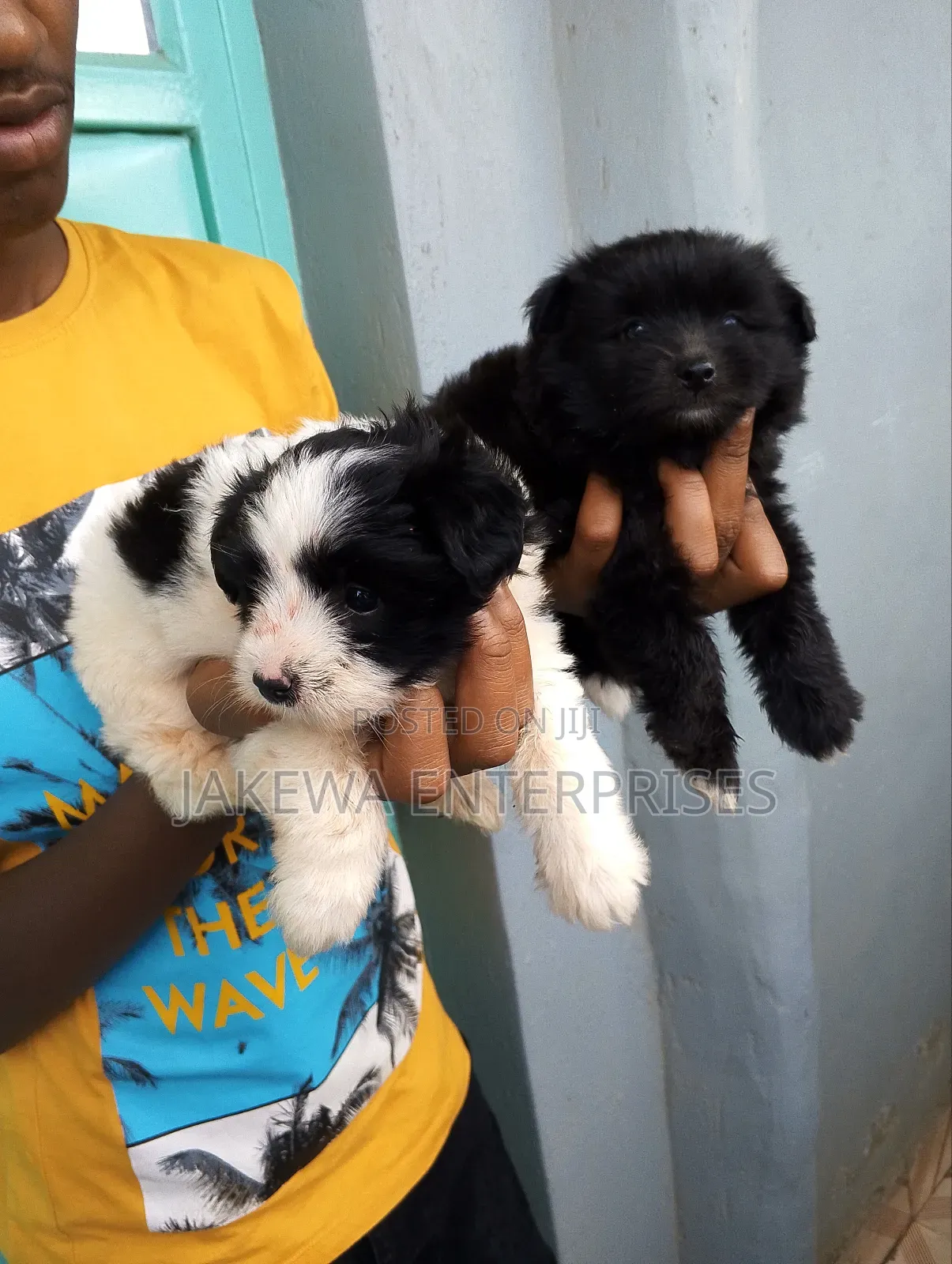 1-3 months Female Purebred Havanese