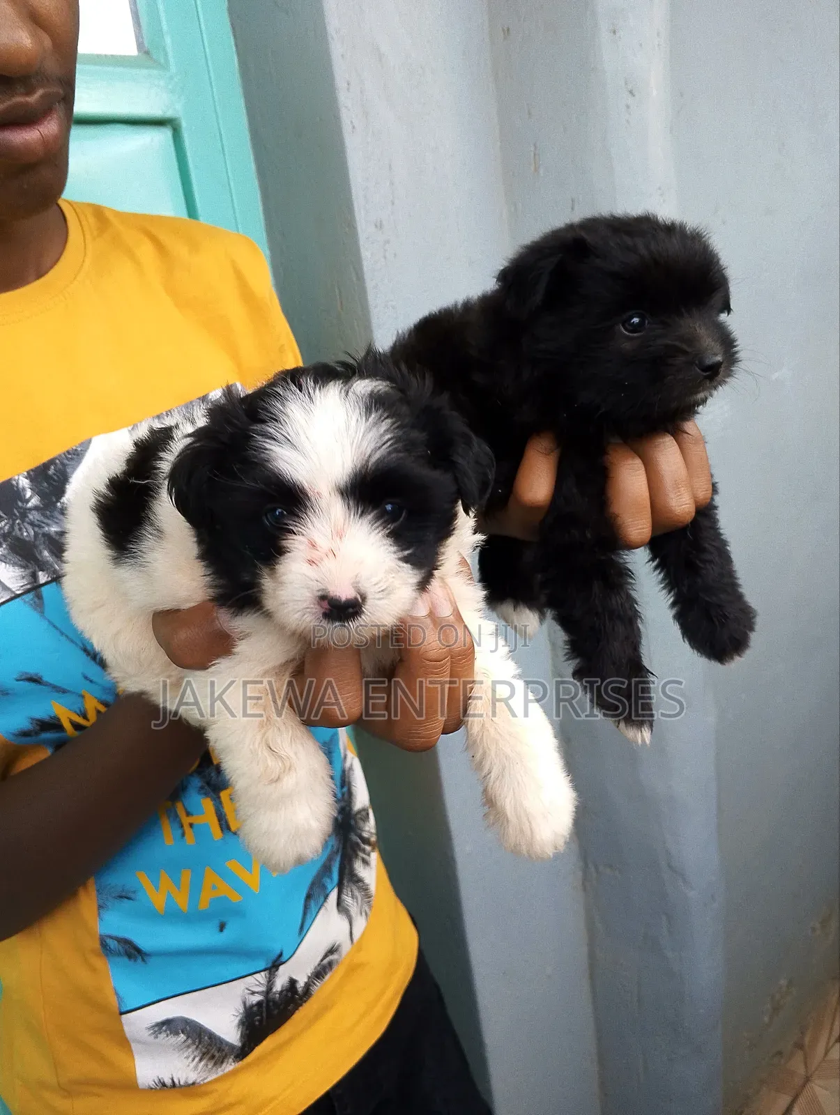 1-3 months Female Purebred Havanese