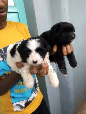 1-3 months Female Purebred Havanese
