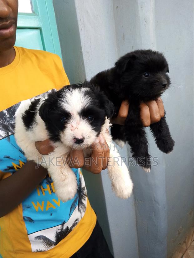 1-3 months Female Purebred Havanese - thumbnail 2