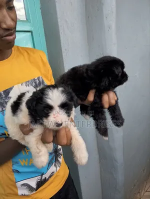 1-3 months Female Purebred Havanese