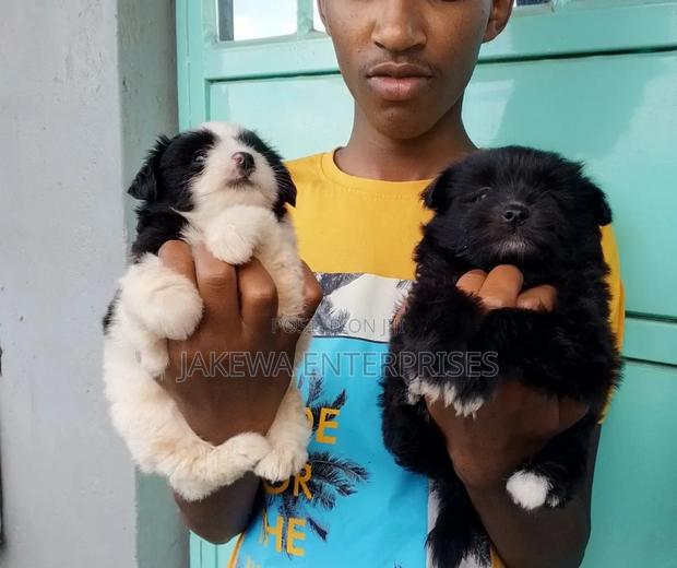 1-3 months Female Purebred Havanese - thumbnail 3