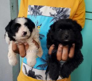 1-3 months Female Purebred Havanese - thumbnail 2
