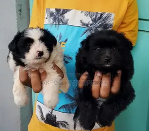 1-3 months Female Purebred Havanese