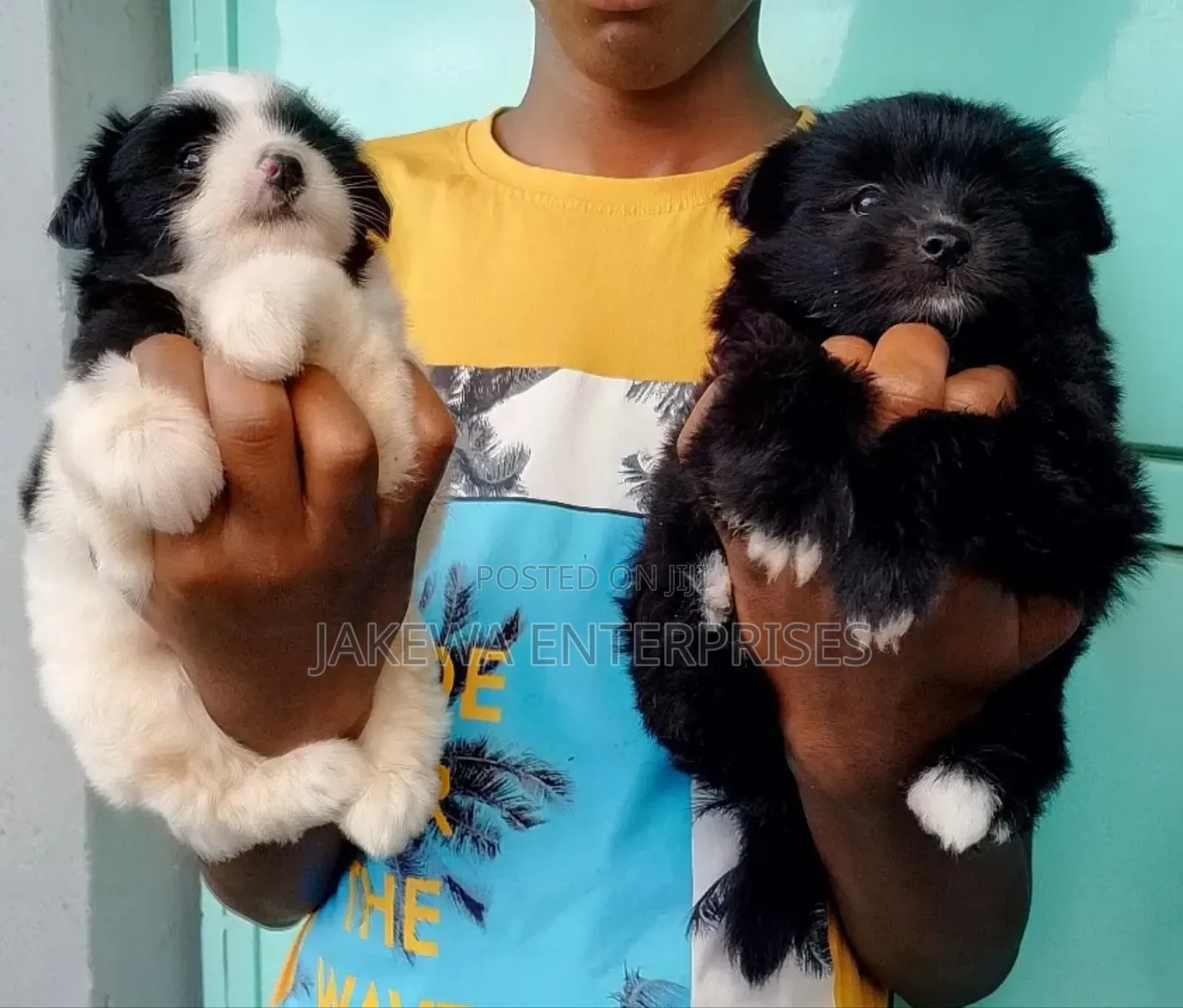 1-3 months Female Purebred Havanese