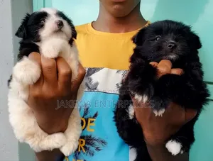 1-3 months Female Purebred Havanese