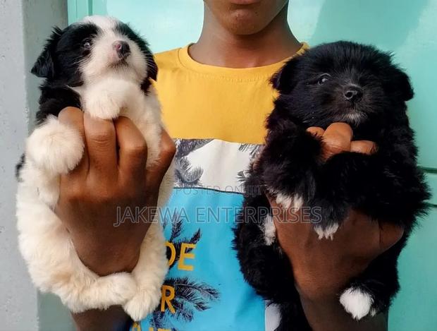 1-3 months Female Purebred Havanese - thumbnail 5