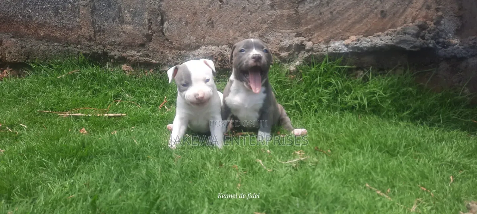 1-3 months Male Purebred American Bully