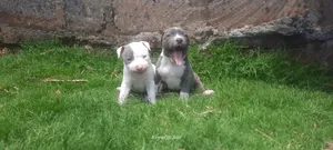 1-3 months Male Purebred American Bully