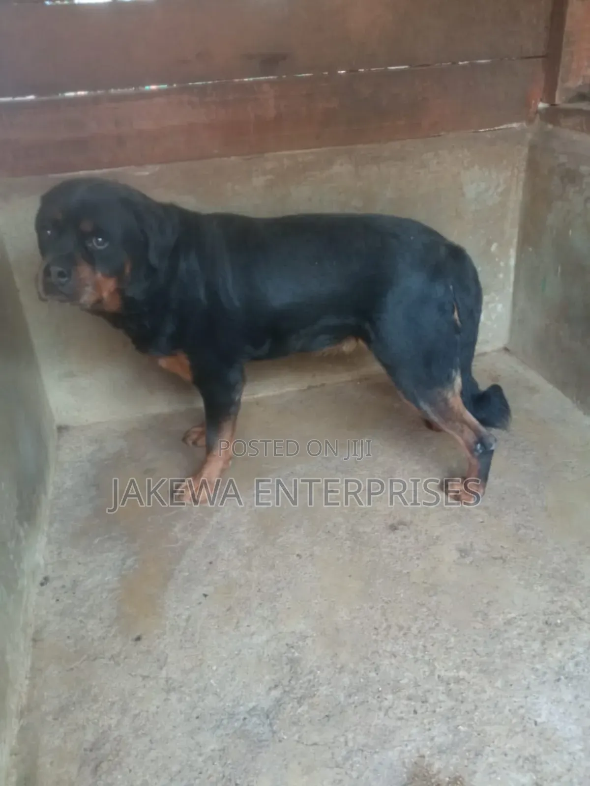 1+ year Female Purebred Rottweiler