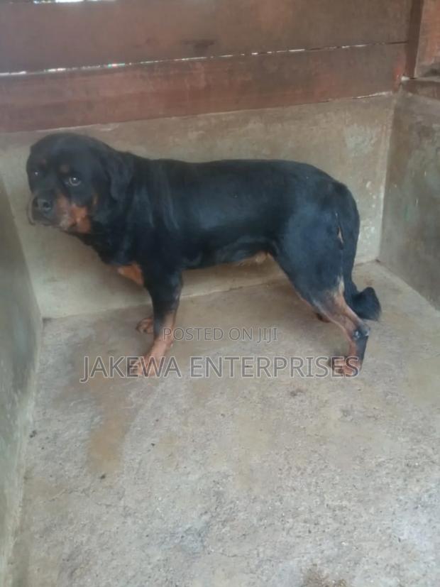 1+ year Female Purebred Rottweiler