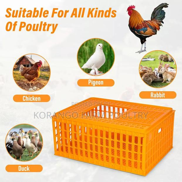 Chicken Cages - thumbnail 2