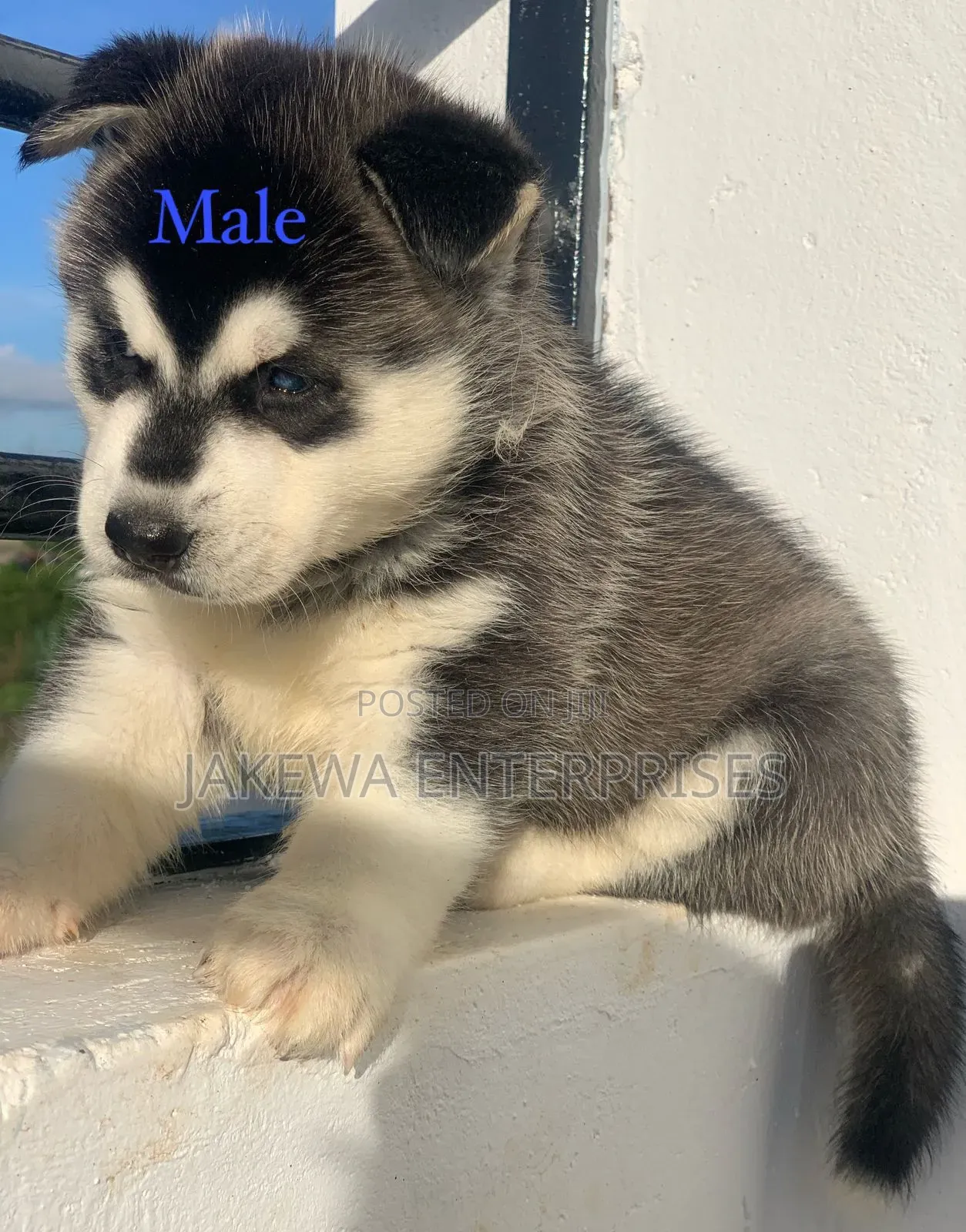 1-3 months Male Purebred Siberian Husky
