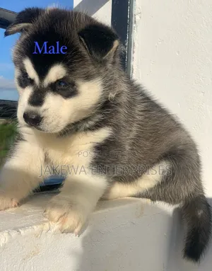 1-3 months Male Purebred Siberian Husky
