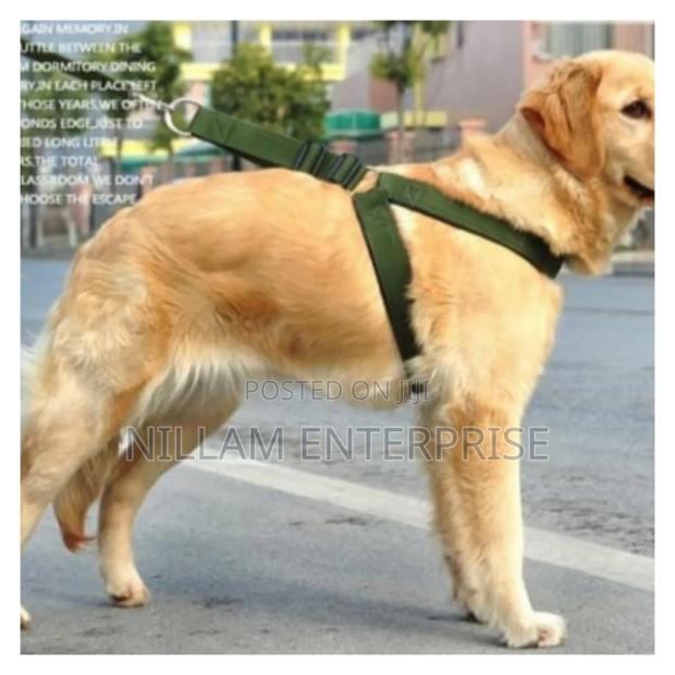 Dog Leash / Harness With Collar - main view