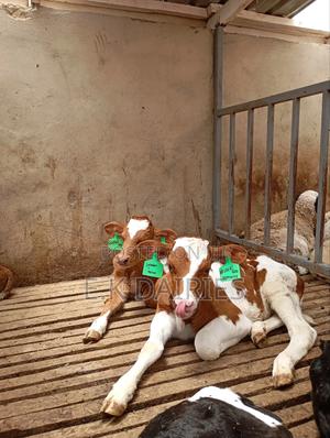 Perdigree Heifers - thumbnail 2