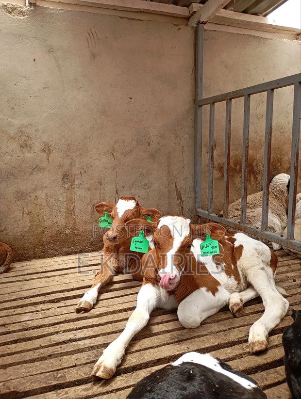 Perdigree Heifers - main view