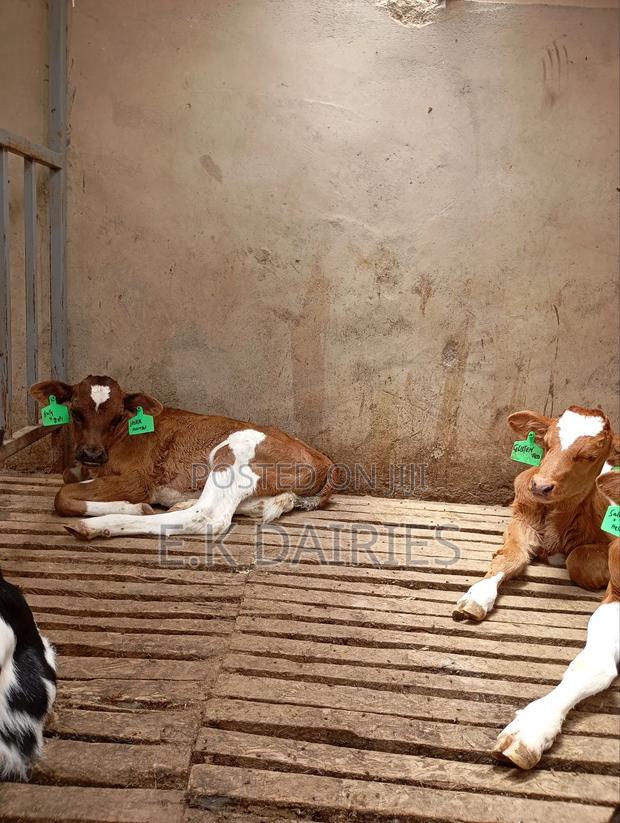 Perdigree Heifers - thumbnail 3