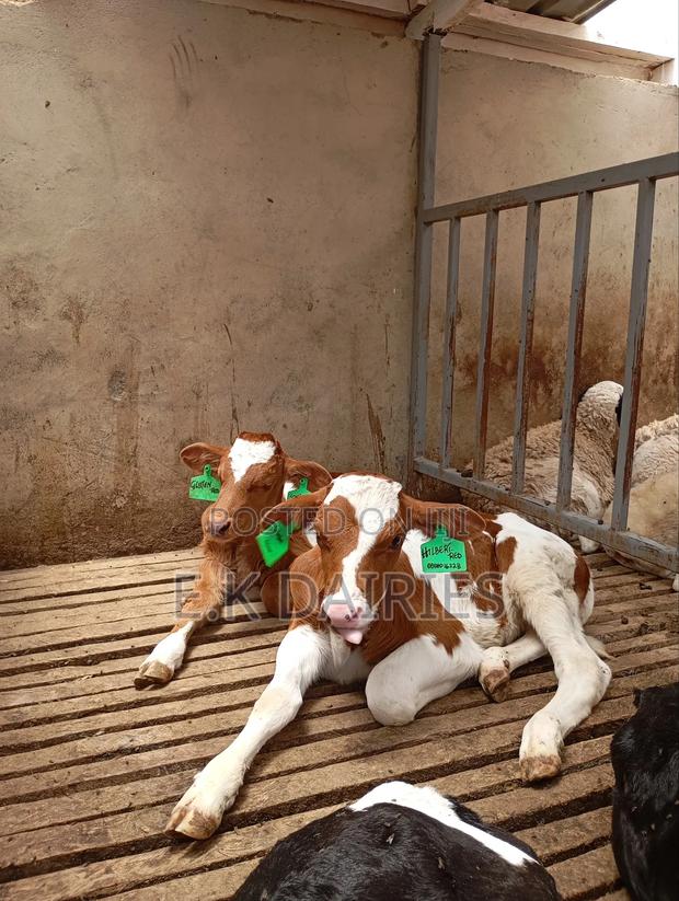 Perdigree Heifers - thumbnail 4