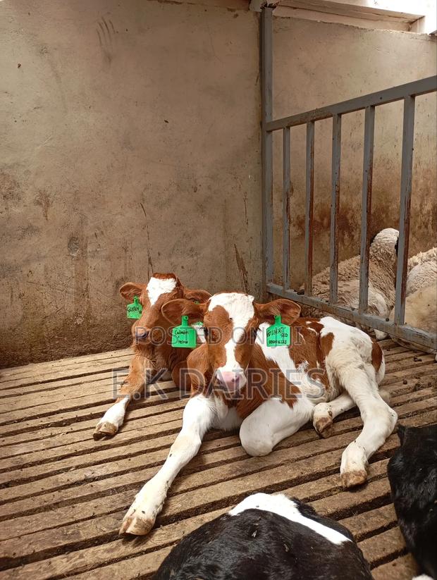 Perdigree Heifers - thumbnail 5