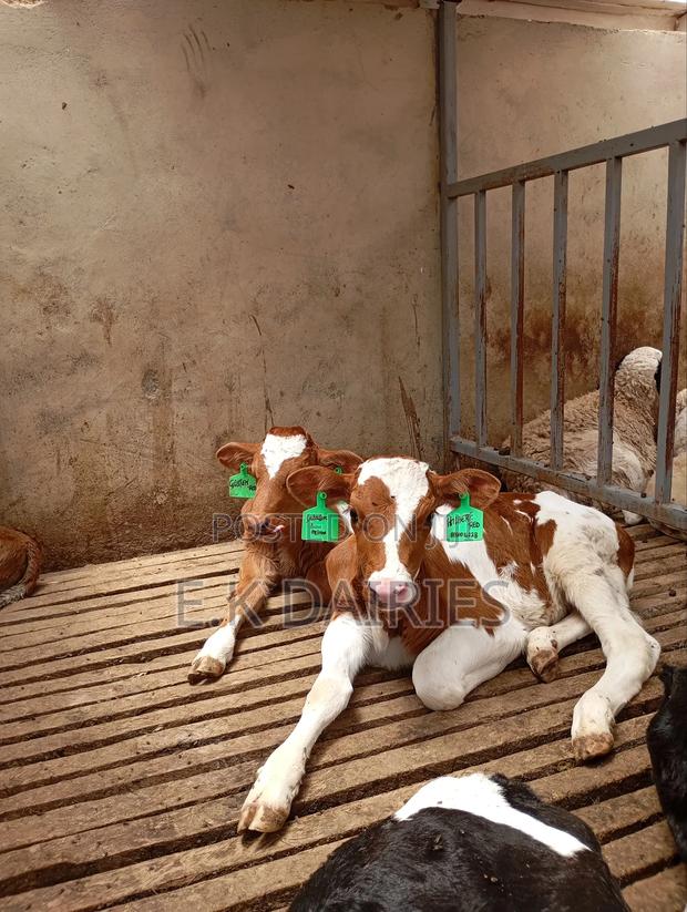 Perdigree Heifers - thumbnail 6