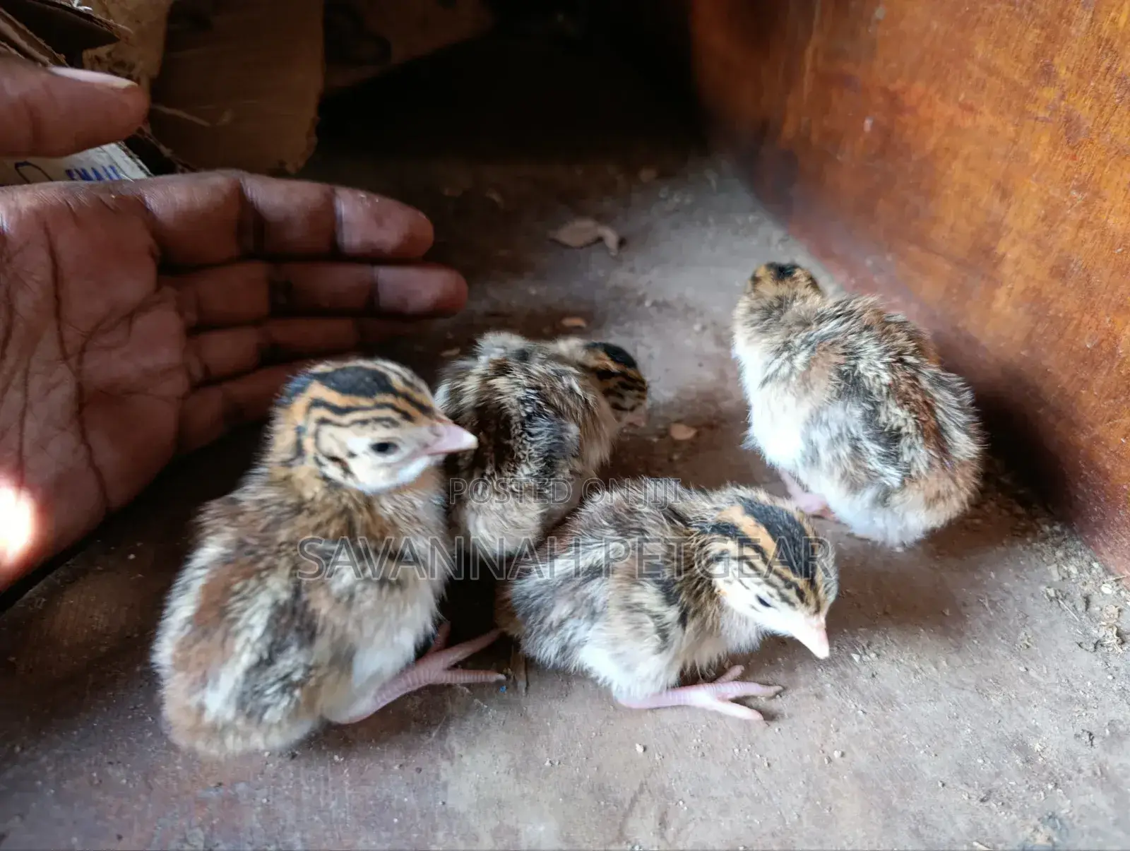 3 Week Old Guinea Fowl Chicks (Keets)