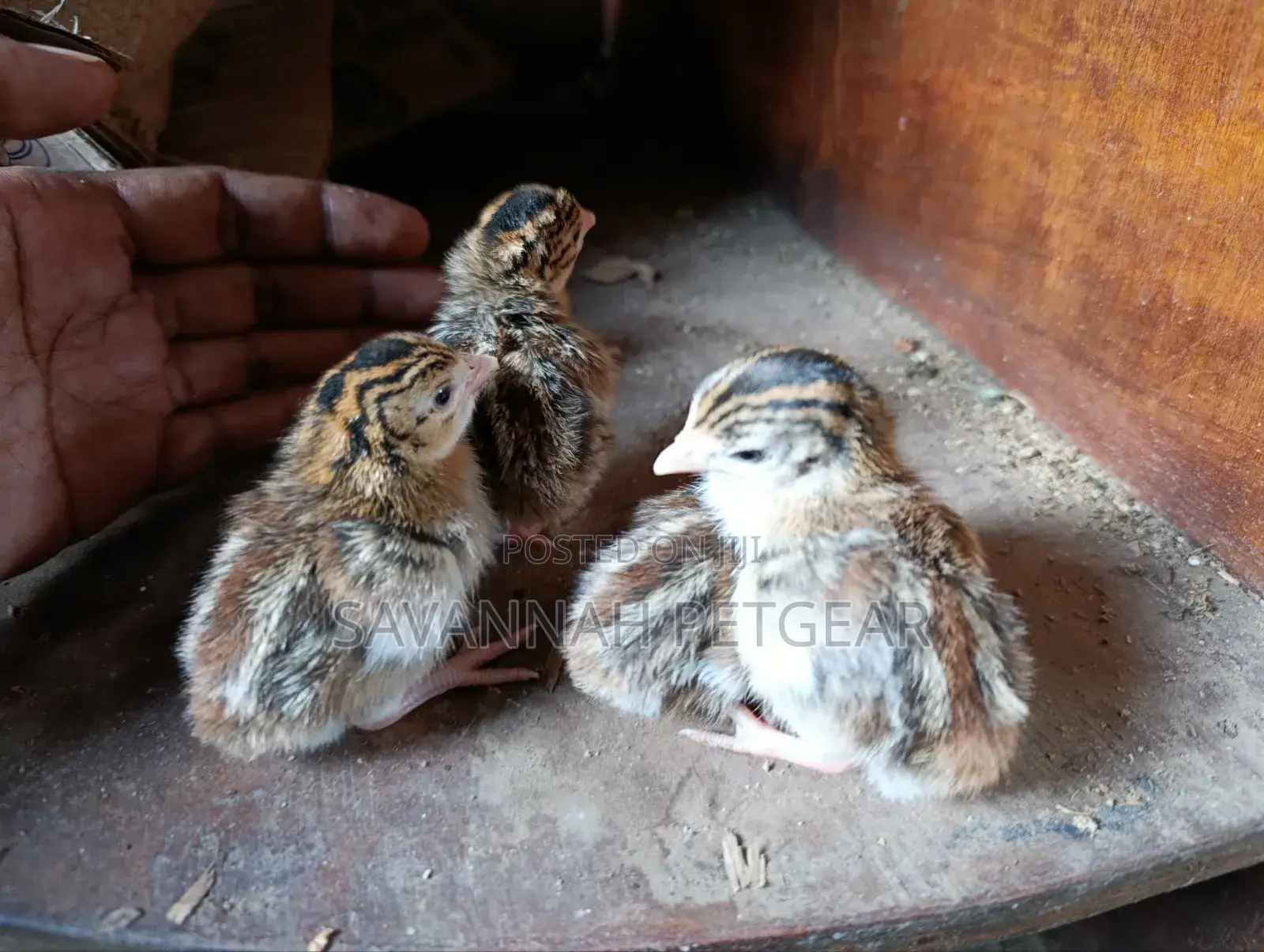3 Week Old Guinea Fowl Chicks (Keets)