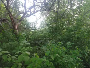 Makindu -makueni County 15 Acres Kes. Per Acre