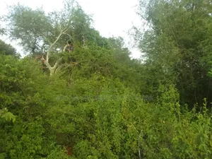 Makindu -makueni County 15 Acres Kes. Per Acre