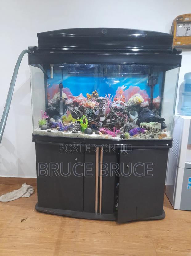 Aquarium Services - thumbnail 2