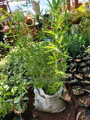 Fargesia Bamboo Plant