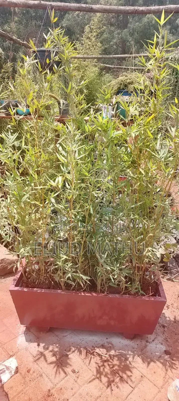 Fargesia Bamboo Plant