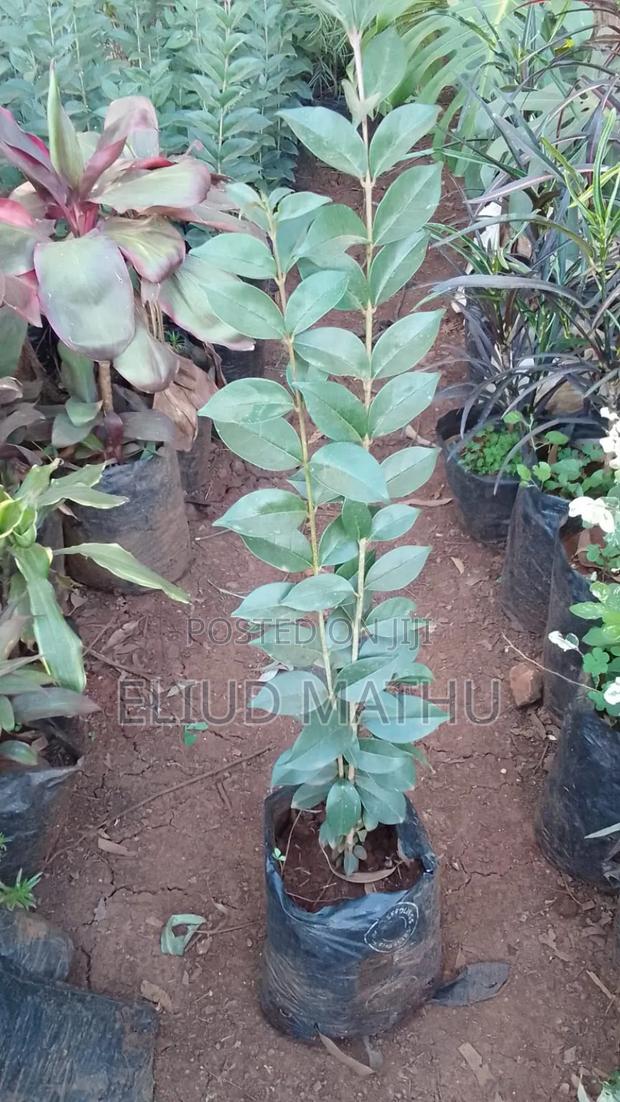 Grevillea Robusta - Forestry - thumbnail 3