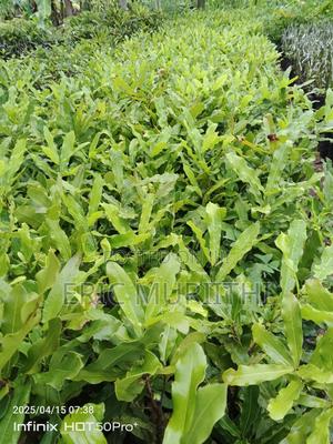 Macadamia Grafted Seedlings - thumbnail 2